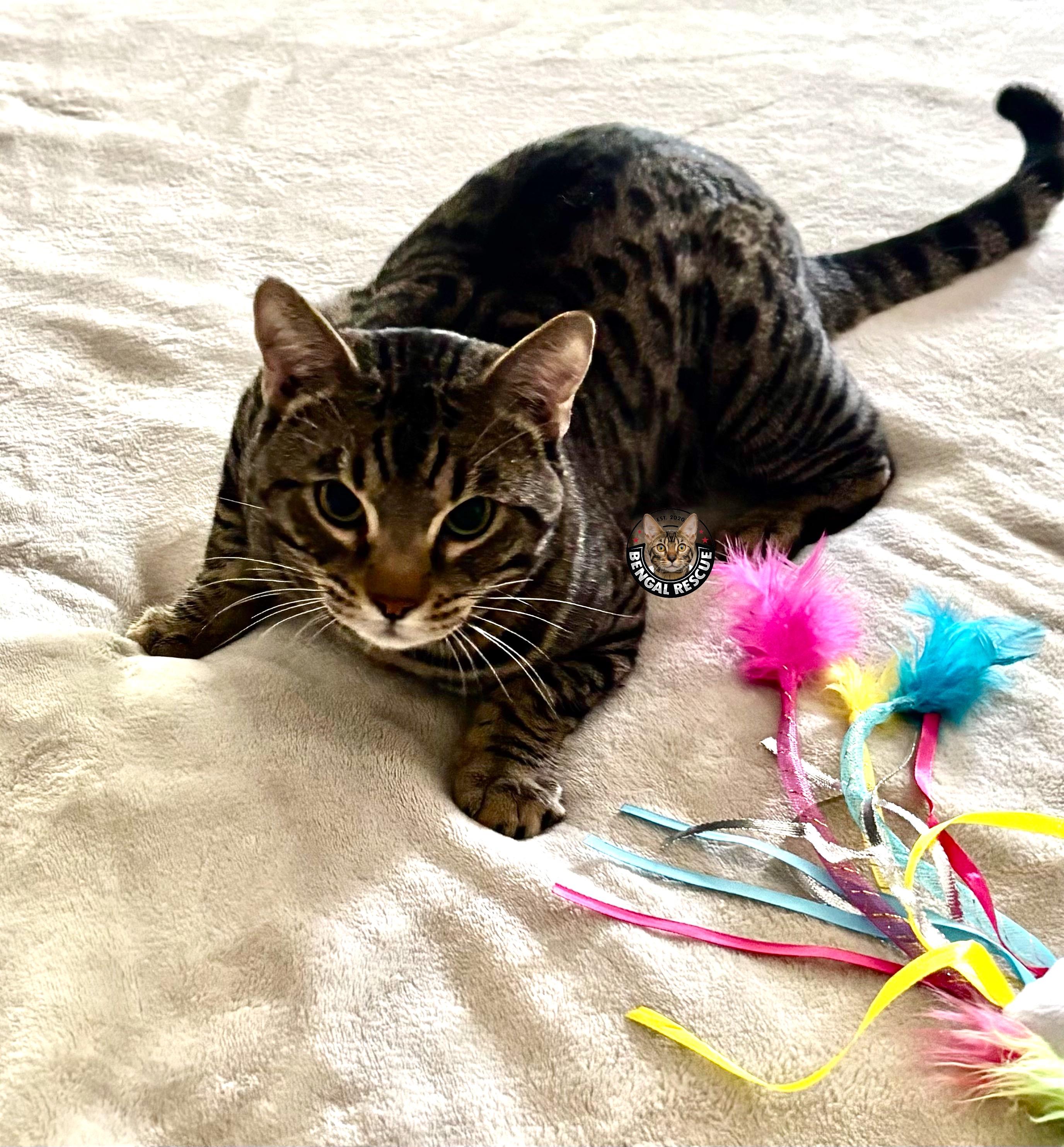 Bruno, an adopted Bengal in Tucson, AZ image 3/5