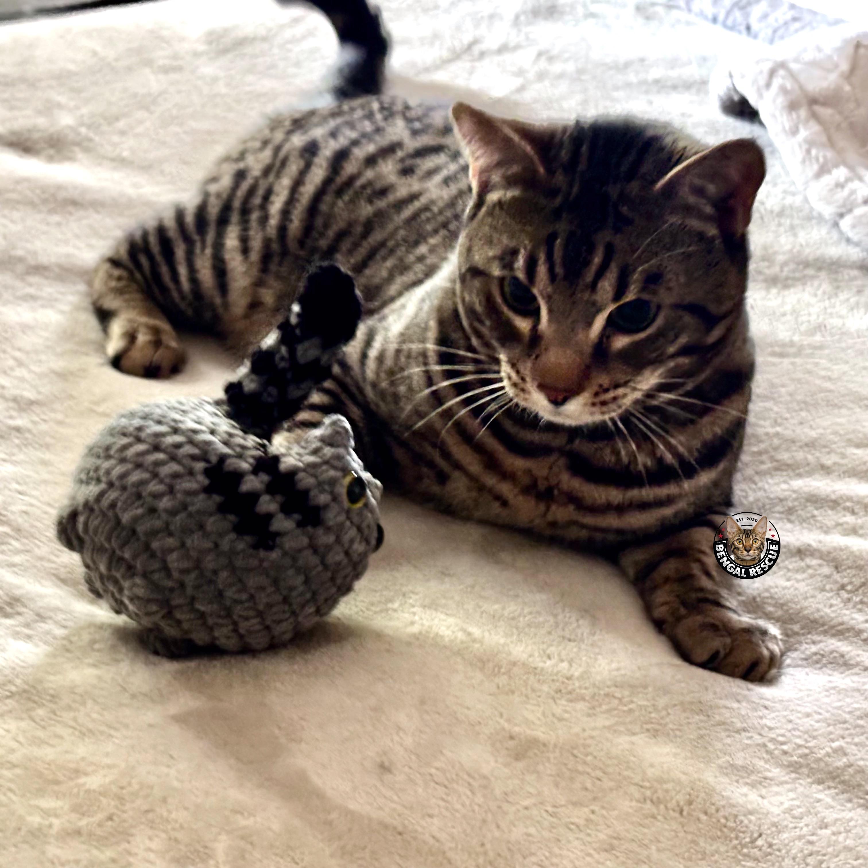 Bruno, an adopted Bengal in Tucson, AZ image 5/5