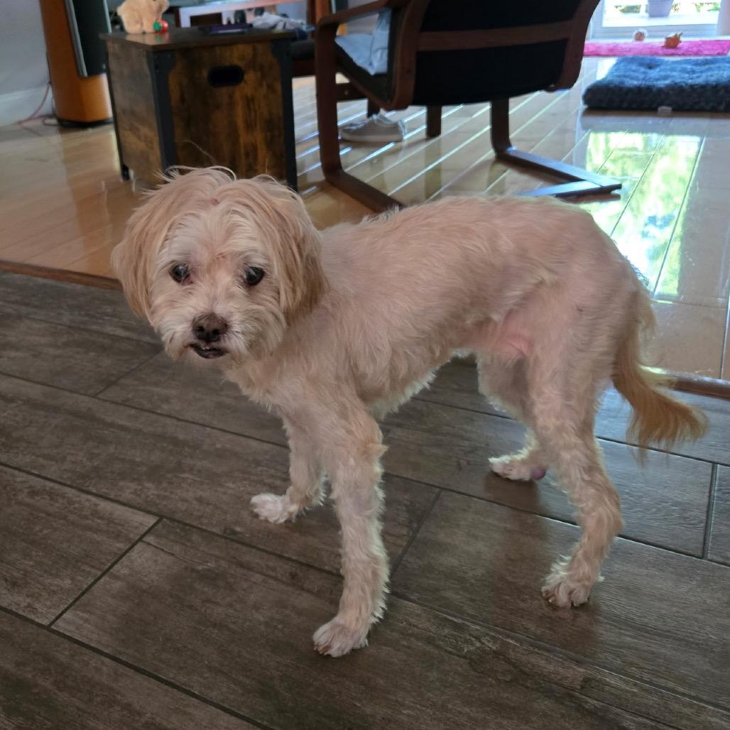 Crouton (Jelani), a Adoptable Poodle in Parkton, MD image 1/6