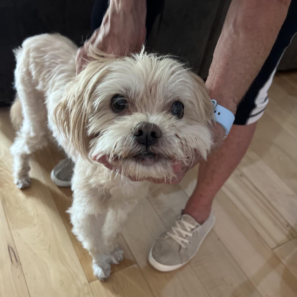 Enlarge Crouton (Jelani), a Adoptable Poodle in Parkton, MD image 1/6