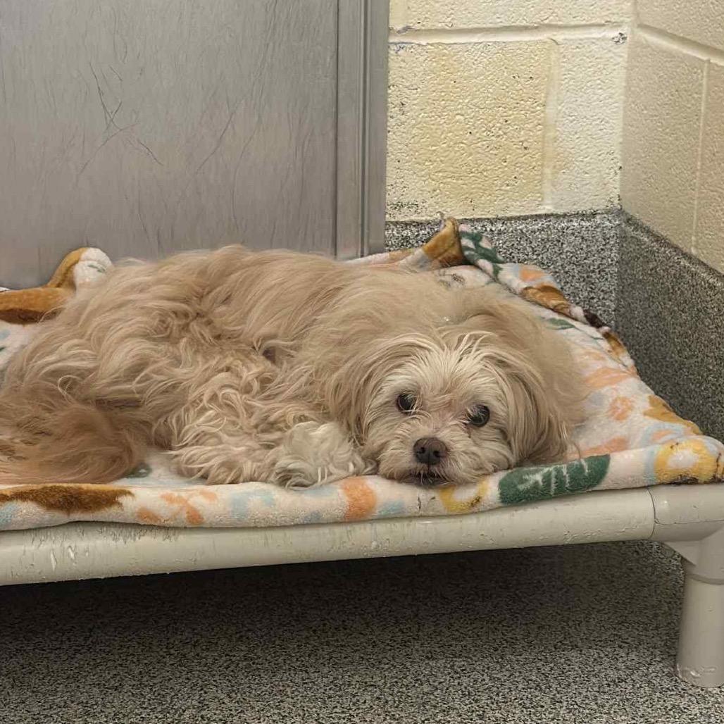 Crouton (Jelani), a Adoptable Poodle in Parkton, MD image 2/6