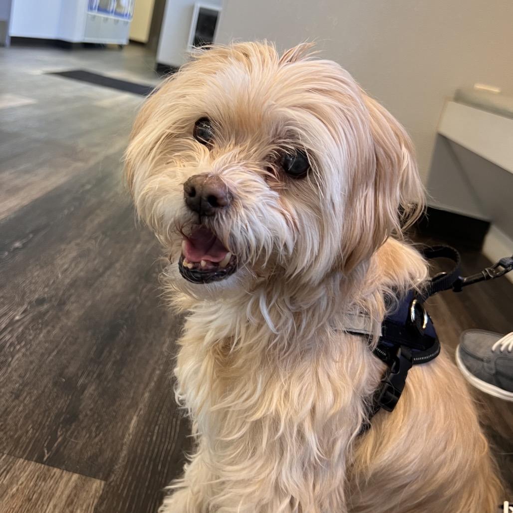 Crouton (Jelani), a Adoptable Poodle in Parkton, MD image 5/6