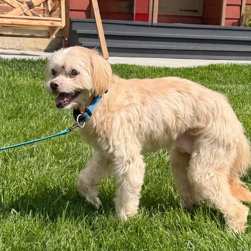 Enlarge Crouton (Jelani), a Adoptable Poodle in Parkton, MD image 2/6