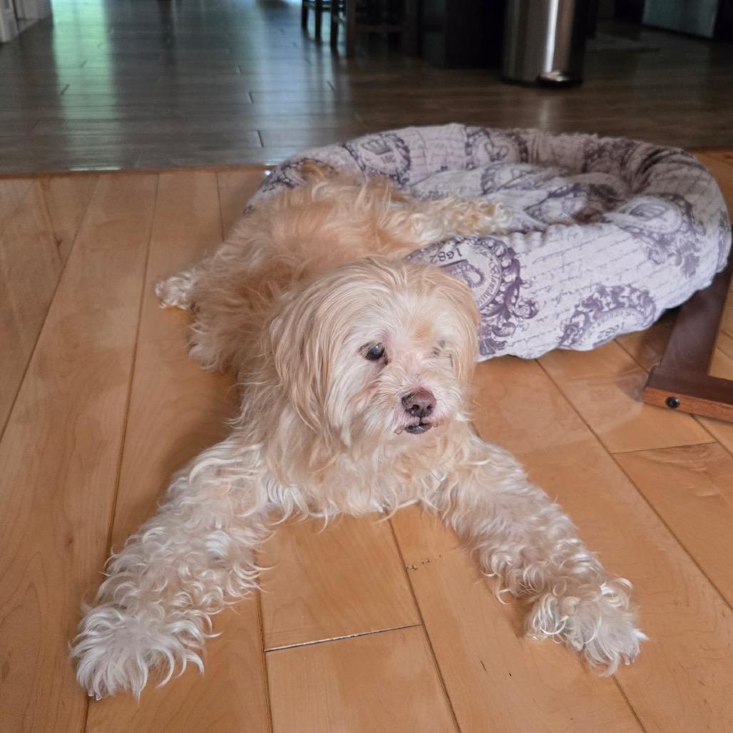 Crouton (Jelani), a Adoptable Poodle in Parkton, MD image 6/6