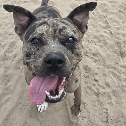 Enlarge Harley Quinn, an adopted mixed breed in Ocala, FL image 5/5