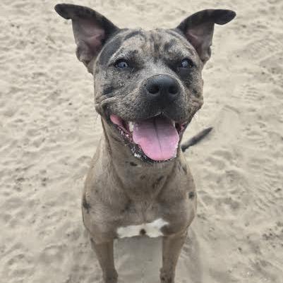 Enlarge Harley Quinn, an adopted mixed breed in Ocala, FL image 1/5