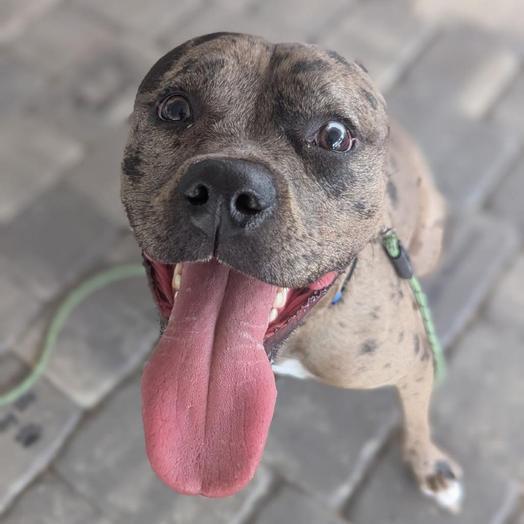 Enlarge Harley Quinn, an adopted mixed breed in Ocala, FL image 3/5