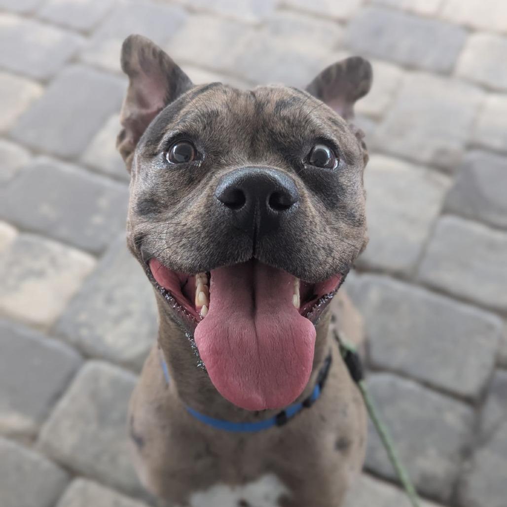 Enlarge Harley Quinn, an adopted mixed breed in Ocala, FL image 2/5