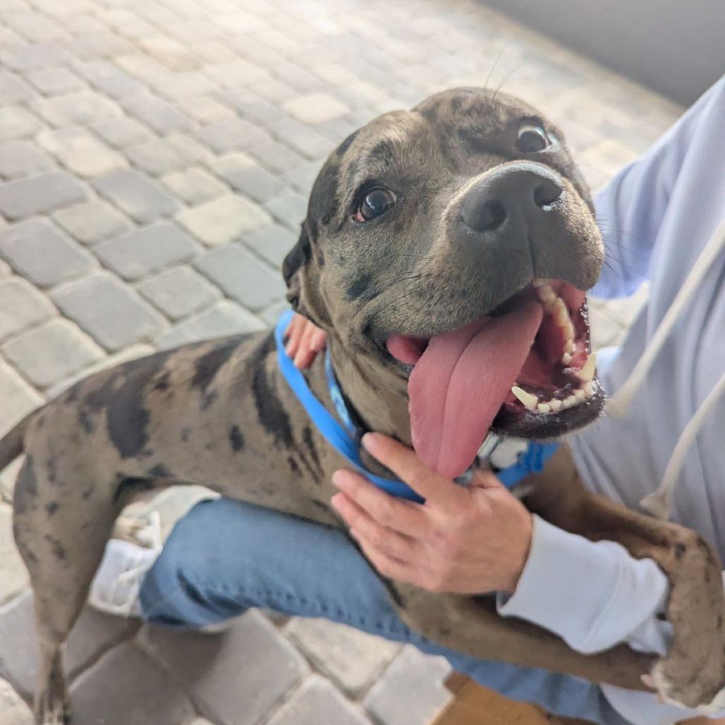 Enlarge Harley Quinn, an adopted mixed breed in Ocala, FL image 4/5