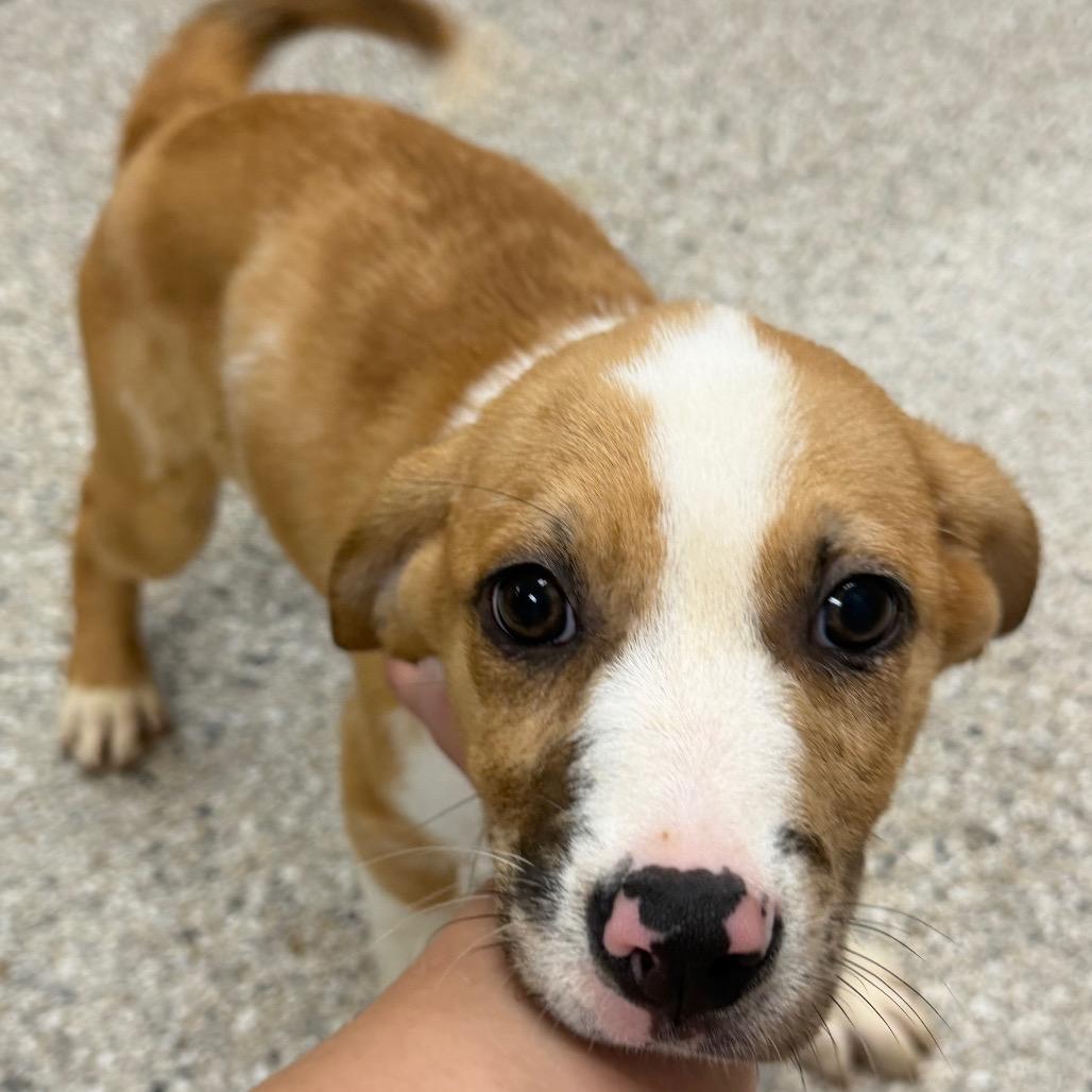 Yeehaw, Adoptable, Puppy Male Australian Shepherd & Mixed Breed.