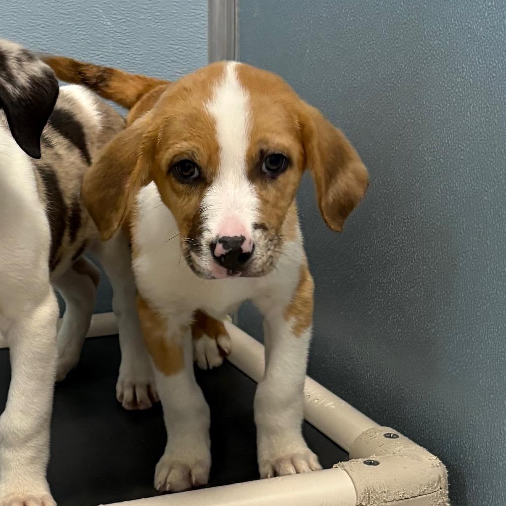 Enlarge Yeehaw, a Adoptable mixed breed in Detroit Lakes, MN image 2/6