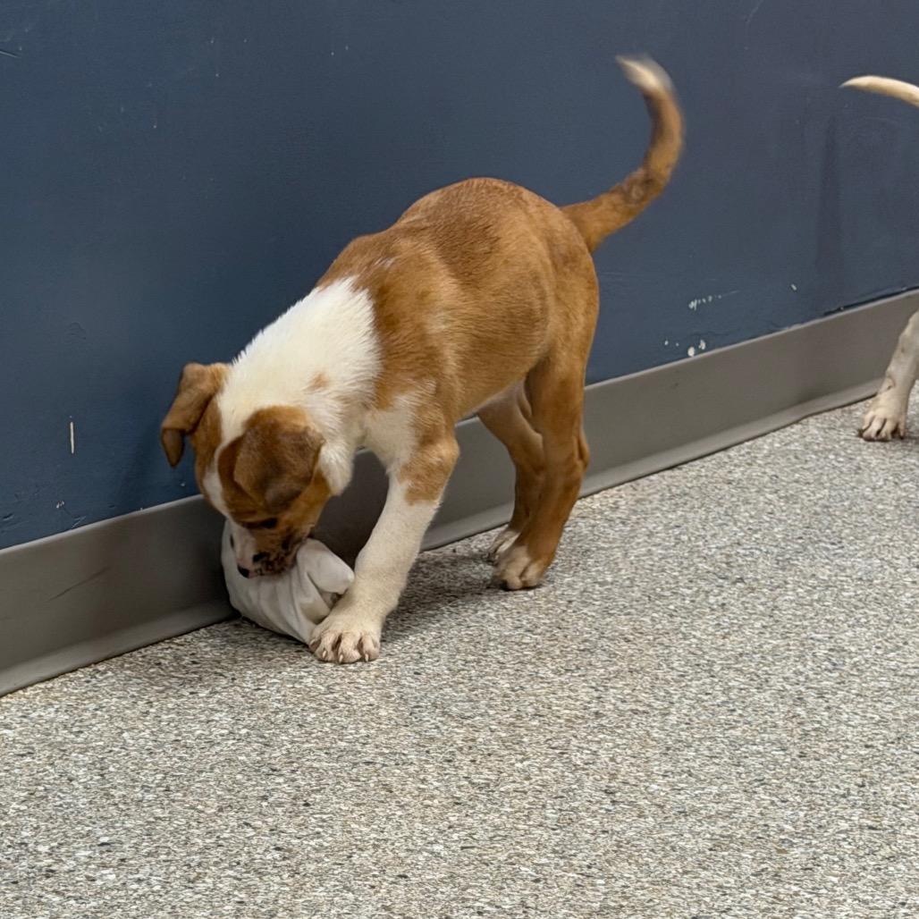 Enlarge Yeehaw, a Adoptable mixed breed in Detroit Lakes, MN image 3/6