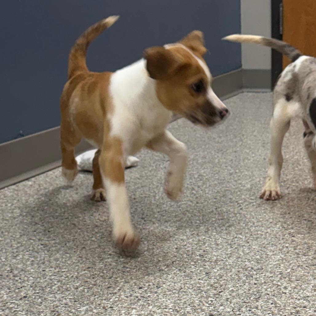 Enlarge Yeehaw, a Adoptable mixed breed in Detroit Lakes, MN image 4/6
