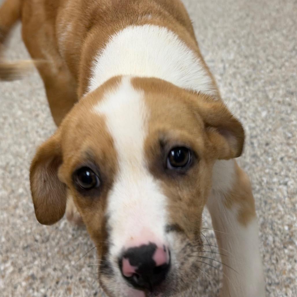 Enlarge Yeehaw, a Adoptable mixed breed in Detroit Lakes, MN image 5/6
