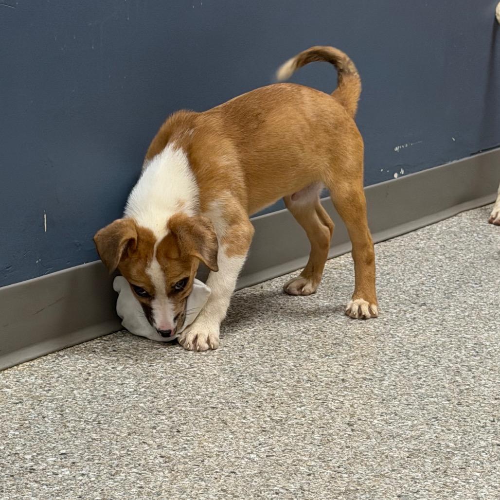 Enlarge Yeehaw, a Adoptable mixed breed in Detroit Lakes, MN image 6/6
