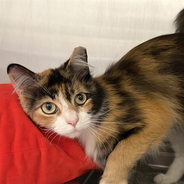 Enlarge BEBE, a Adoptable Domestic Short Hair in Centerville, MA image 1/1