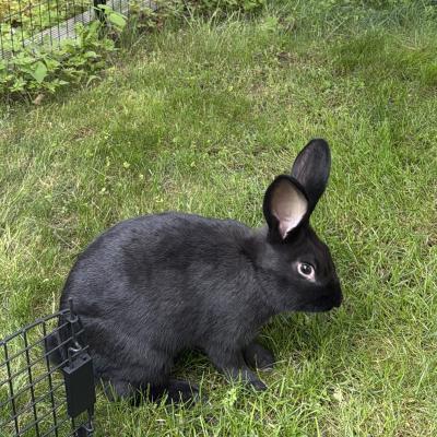 Enlarge Dodge, a Adoptable New Zealand in Kalamazoo, MI image 1/3