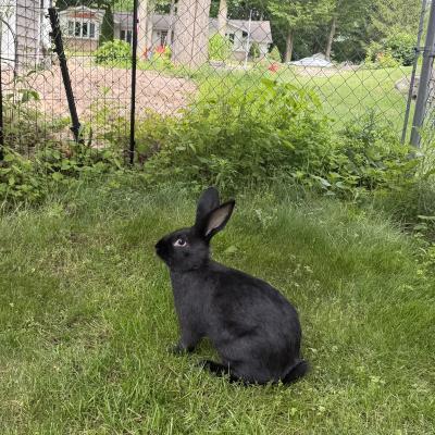Enlarge Dodge, a Adoptable New Zealand in Kalamazoo, MI image 2/3
