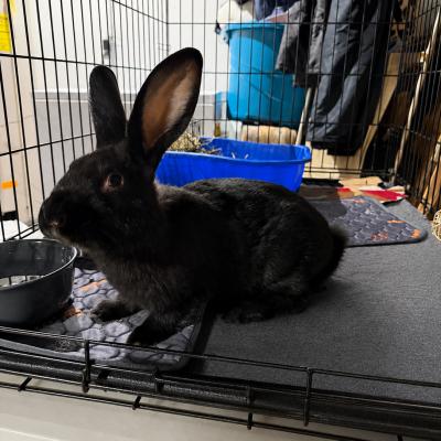 Enlarge Dodge, a Adoptable New Zealand in Kalamazoo, MI image 3/3