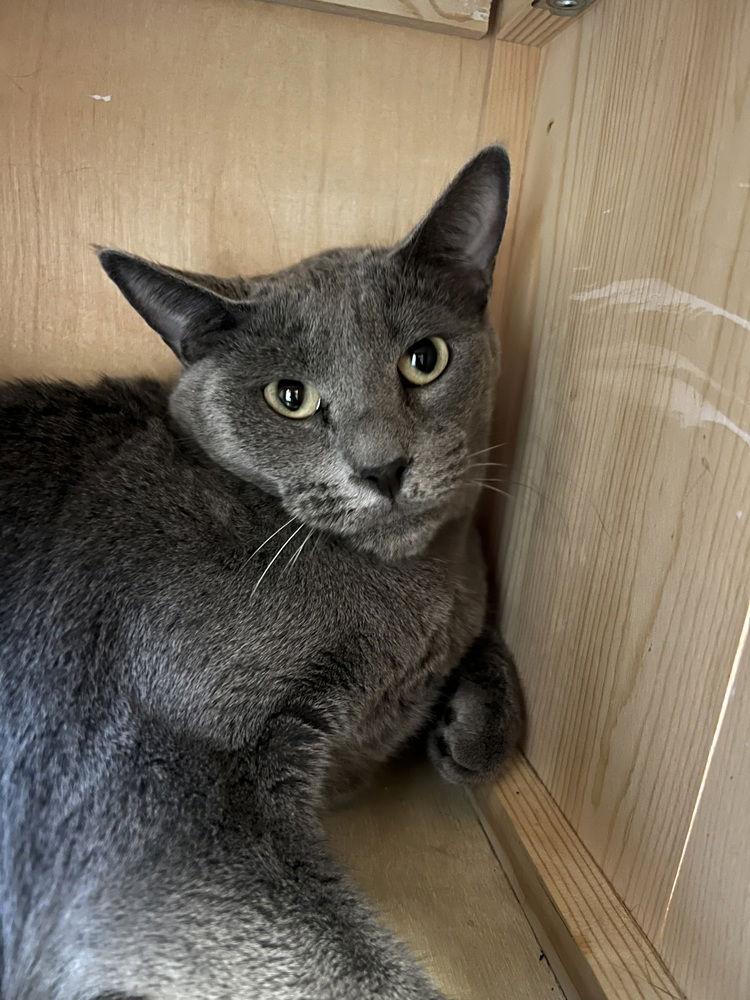 Enlarge Lenny, a Adoptable Domestic Short Hair in O'Fallon, MO image 1/1