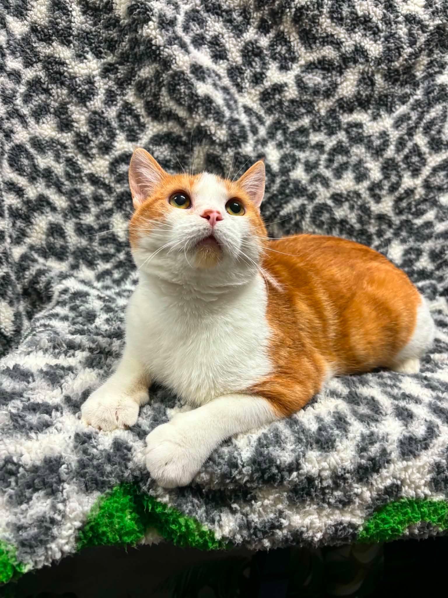 PRINCE, an adopted Domestic Short Hair in Tillsonburg, ON image 1/6