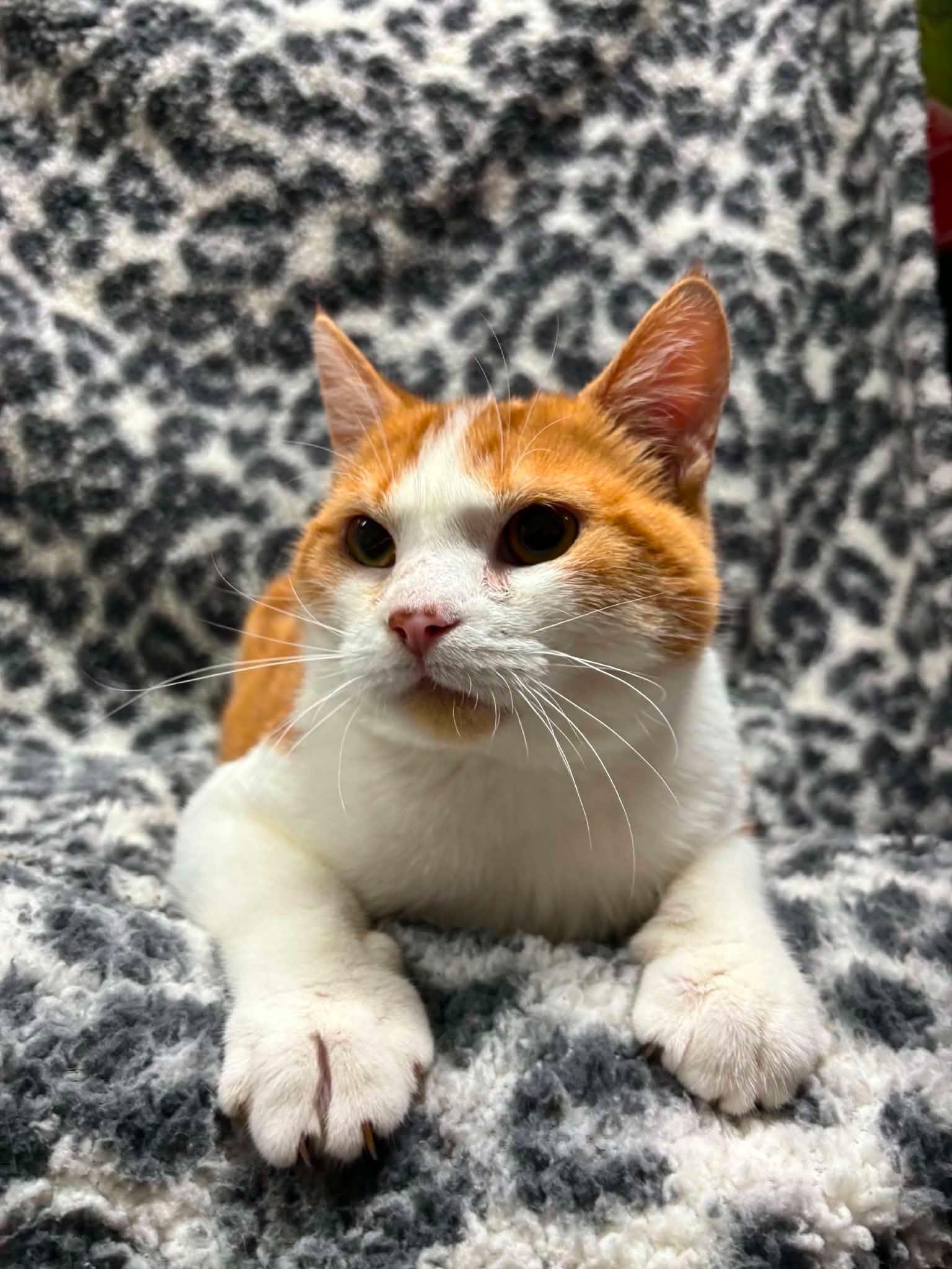PRINCE, an adopted Domestic Short Hair in Tillsonburg, ON image 2/6