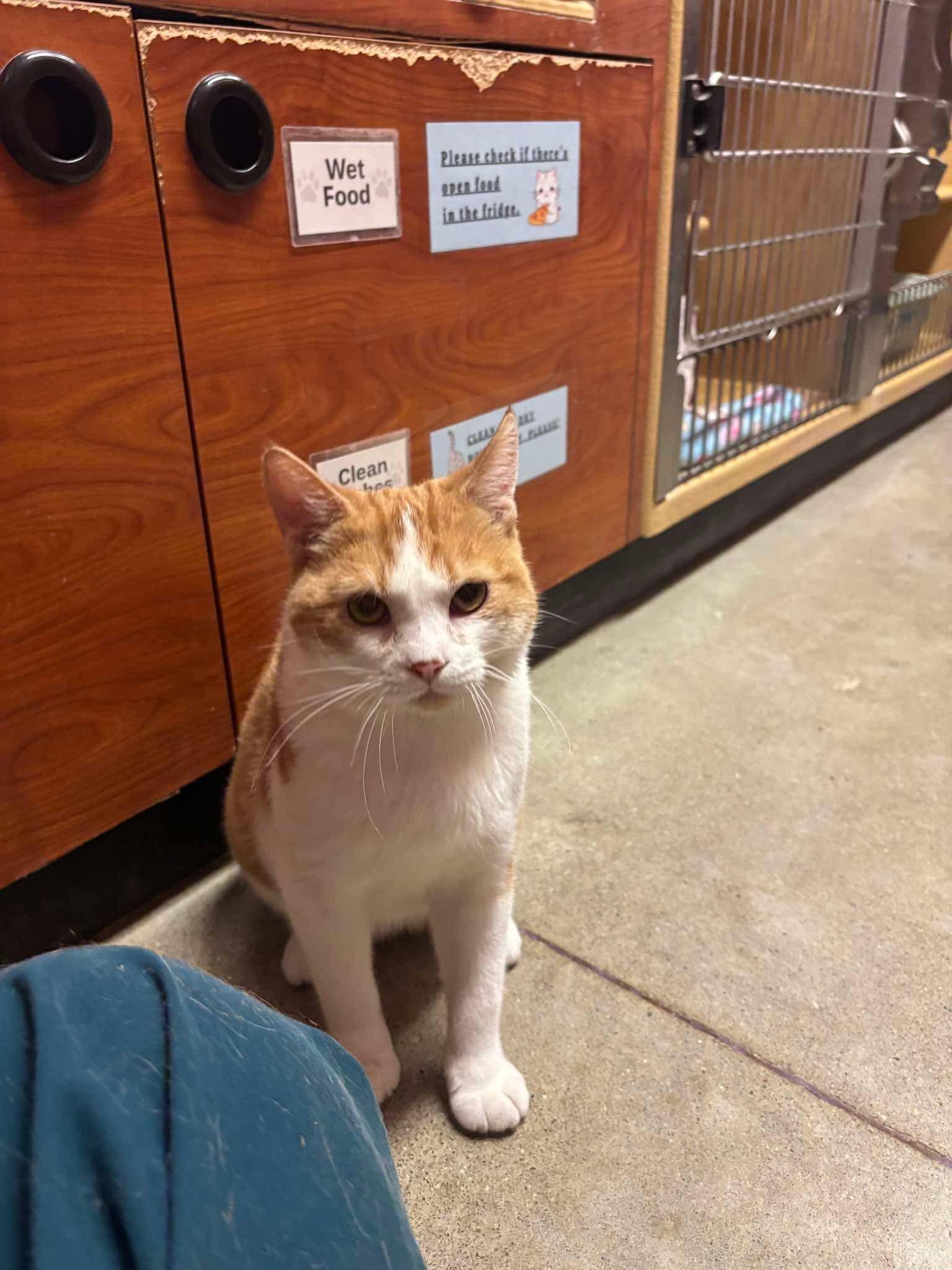 PRINCE, an adopted Domestic Short Hair in Tillsonburg, ON image 6/6