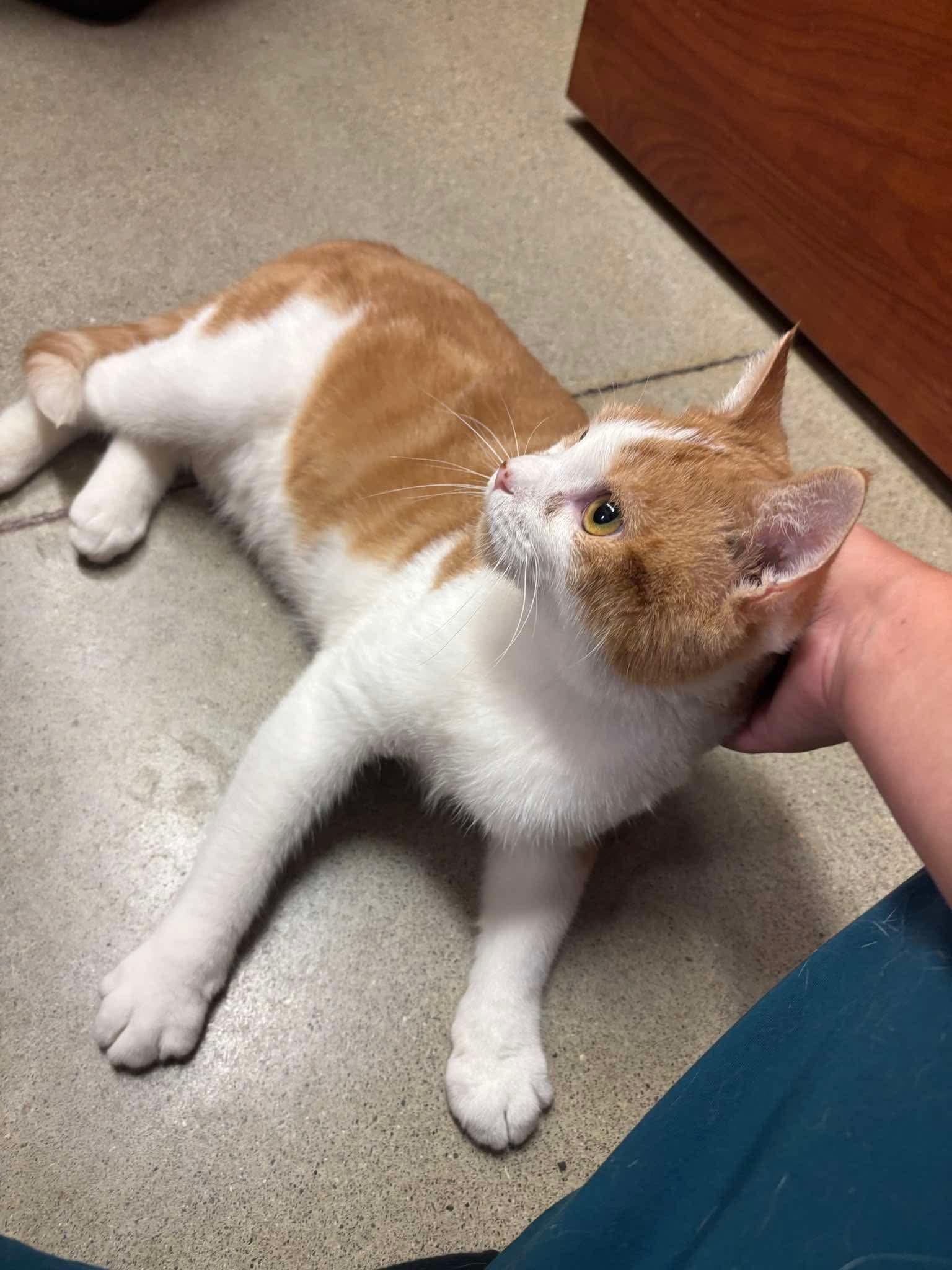 PRINCE, an adopted Domestic Short Hair in Tillsonburg, ON image 4/6