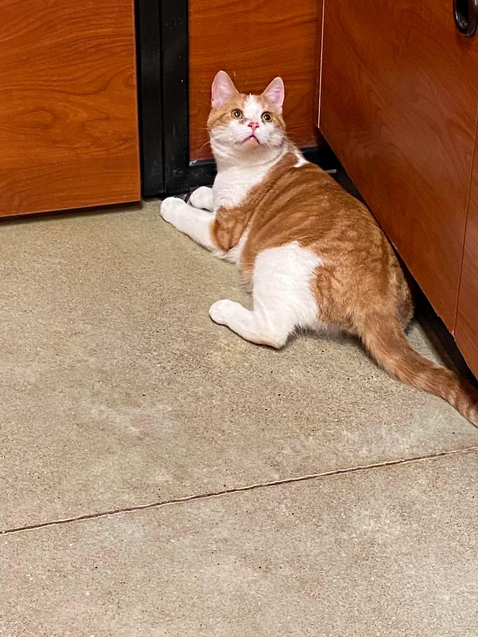 PRINCE, an adopted Domestic Short Hair in Tillsonburg, ON image 5/6