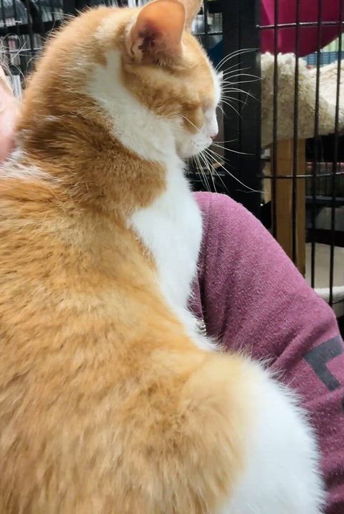 Enlarge PRINCE, an adopted Domestic Short Hair in Tillsonburg, ON video 3/6