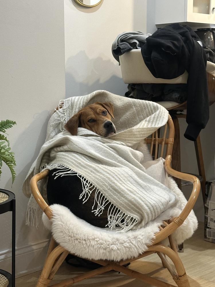 Hank, Adoptable, Adult Male Labrador Retriever & Basset Hound.