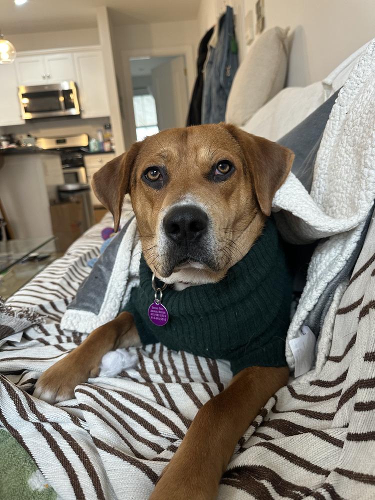 Enlarge Hank, a Adoptable mixed breed in Manhattan, NY image 2/4