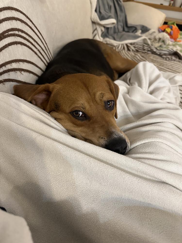 Enlarge Hank, a Adoptable mixed breed in Manhattan, NY image 3/4