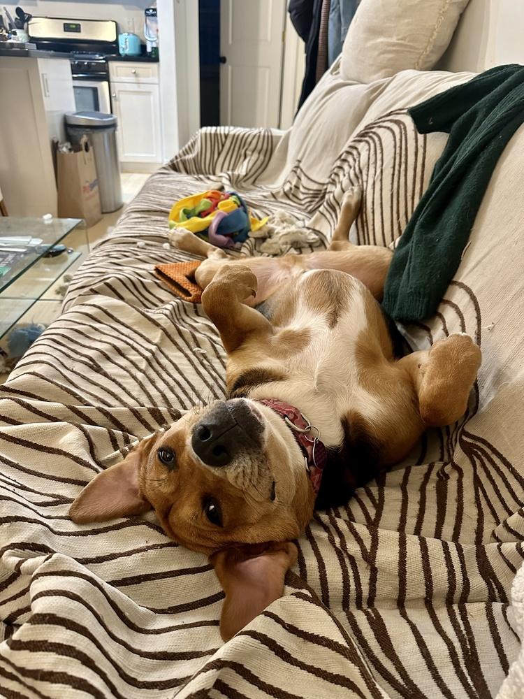 Enlarge Hank, a Adoptable mixed breed in Manhattan, NY image 4/4