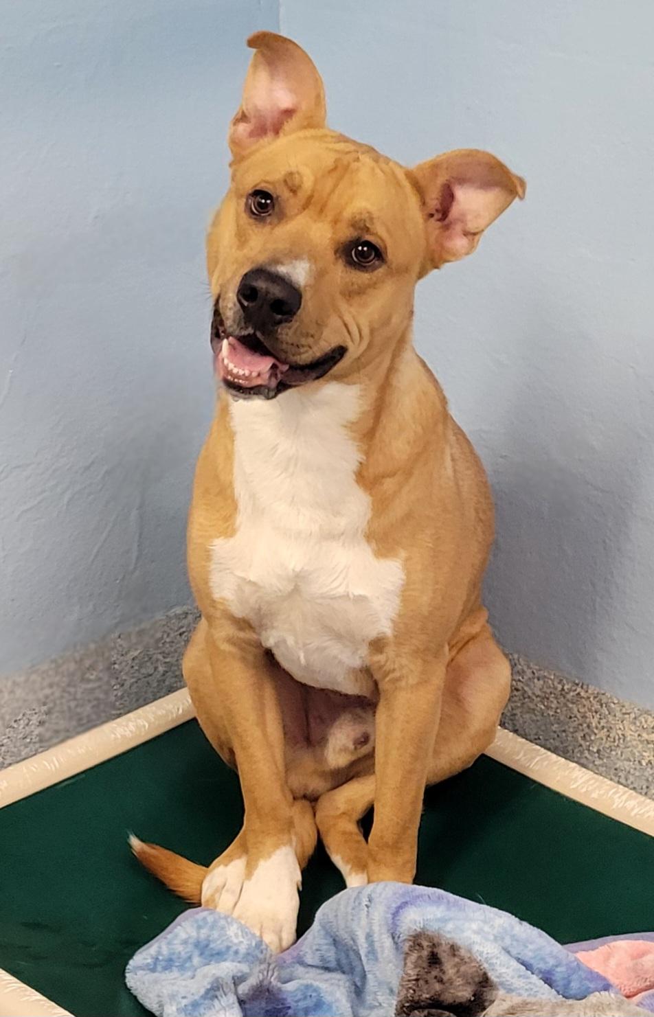 Enlarge Dexter, a ADOPTABLE Mixed Breed in Stafford, VA image 1/1