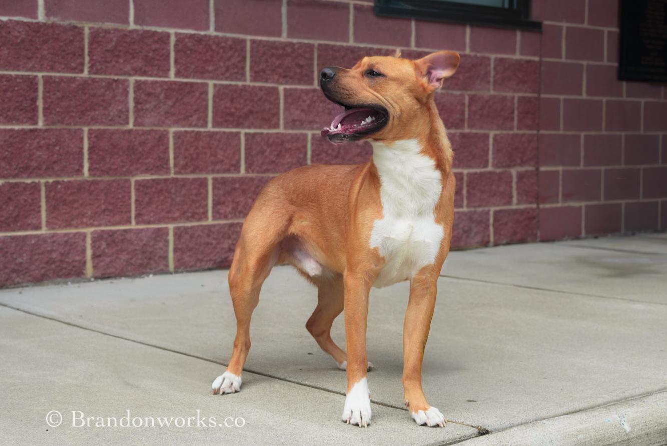 Enlarge Dexter, a ADOPTABLE Mixed Breed in Stafford, VA image 3/5