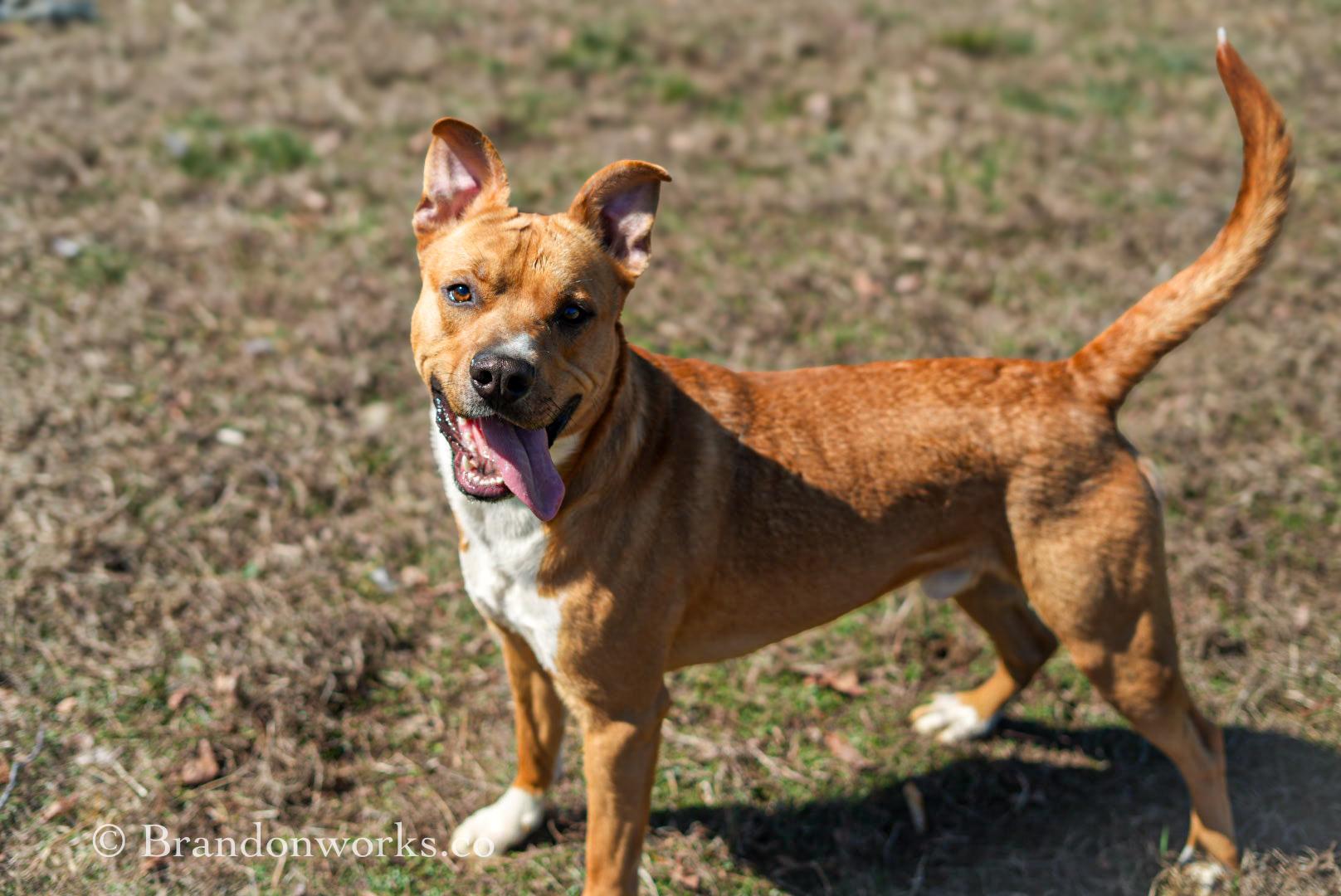 Enlarge Dexter, a ADOPTABLE Mixed Breed in Stafford, VA image 4/5