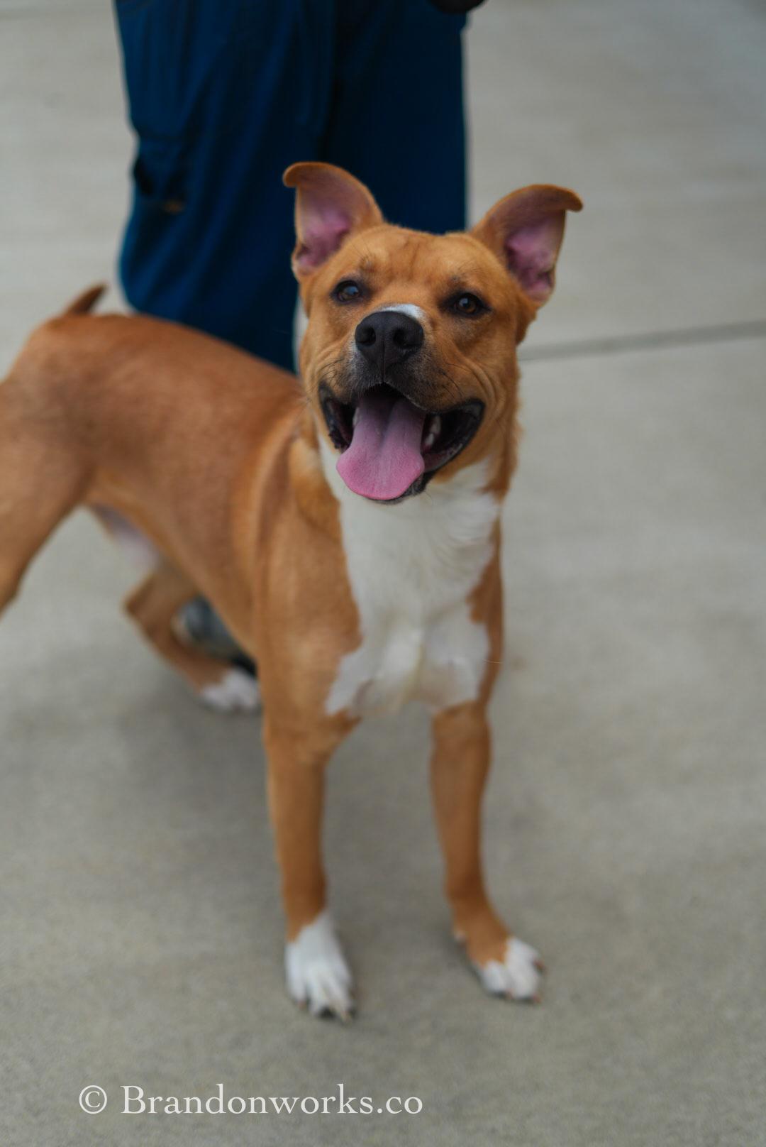 Dexter, ADOPTABLE, Adult Male Mixed Breed.