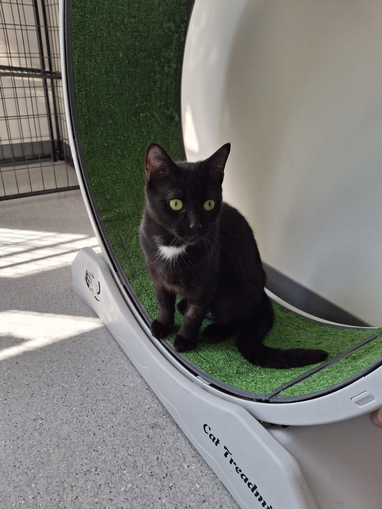 Enlarge Vespa, a Adopted Domestic Short Hair in Everett, ON image 3/6
