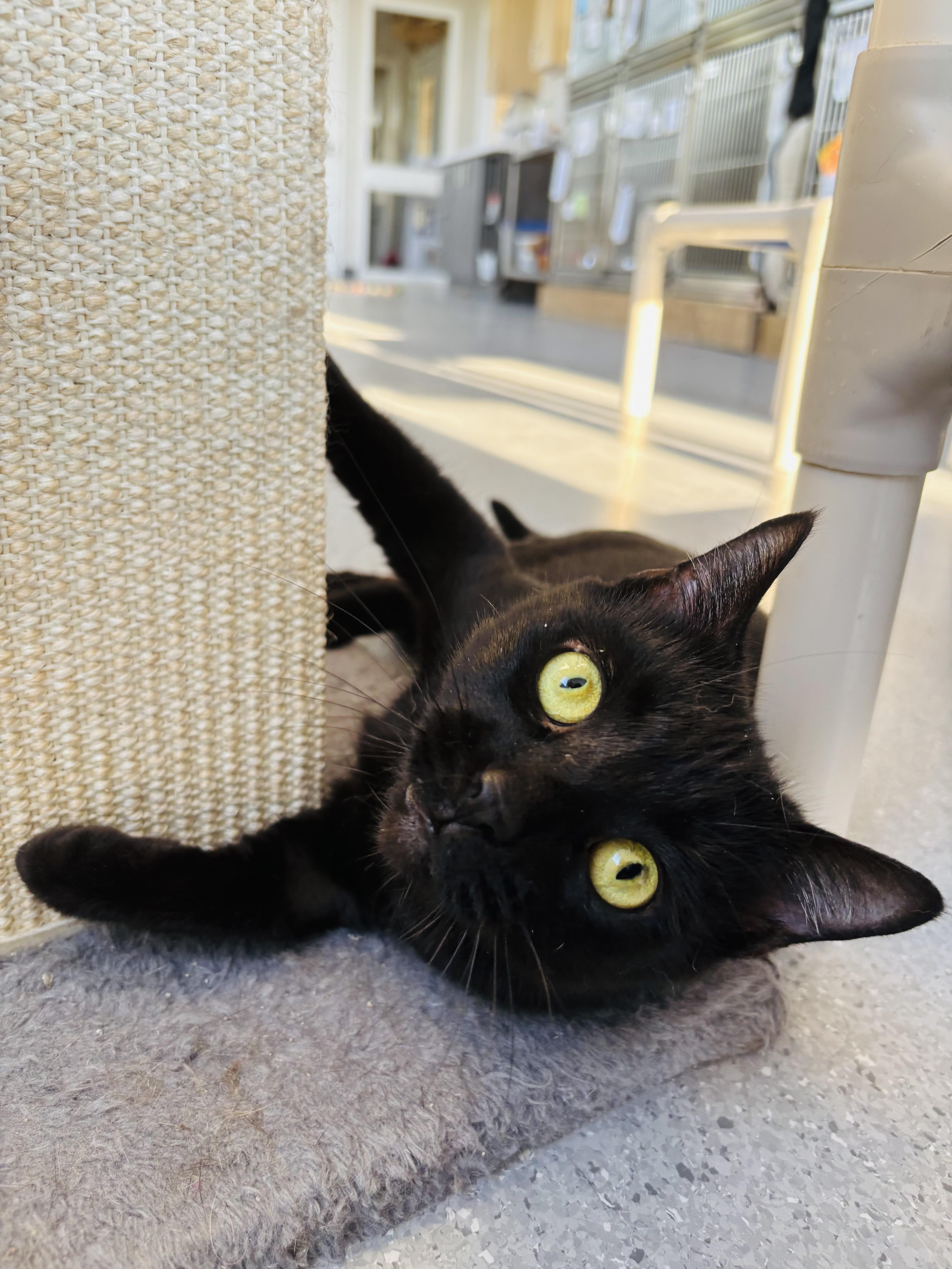 Enlarge Vespa, a Adopted Domestic Short Hair in Everett, ON image 6/6