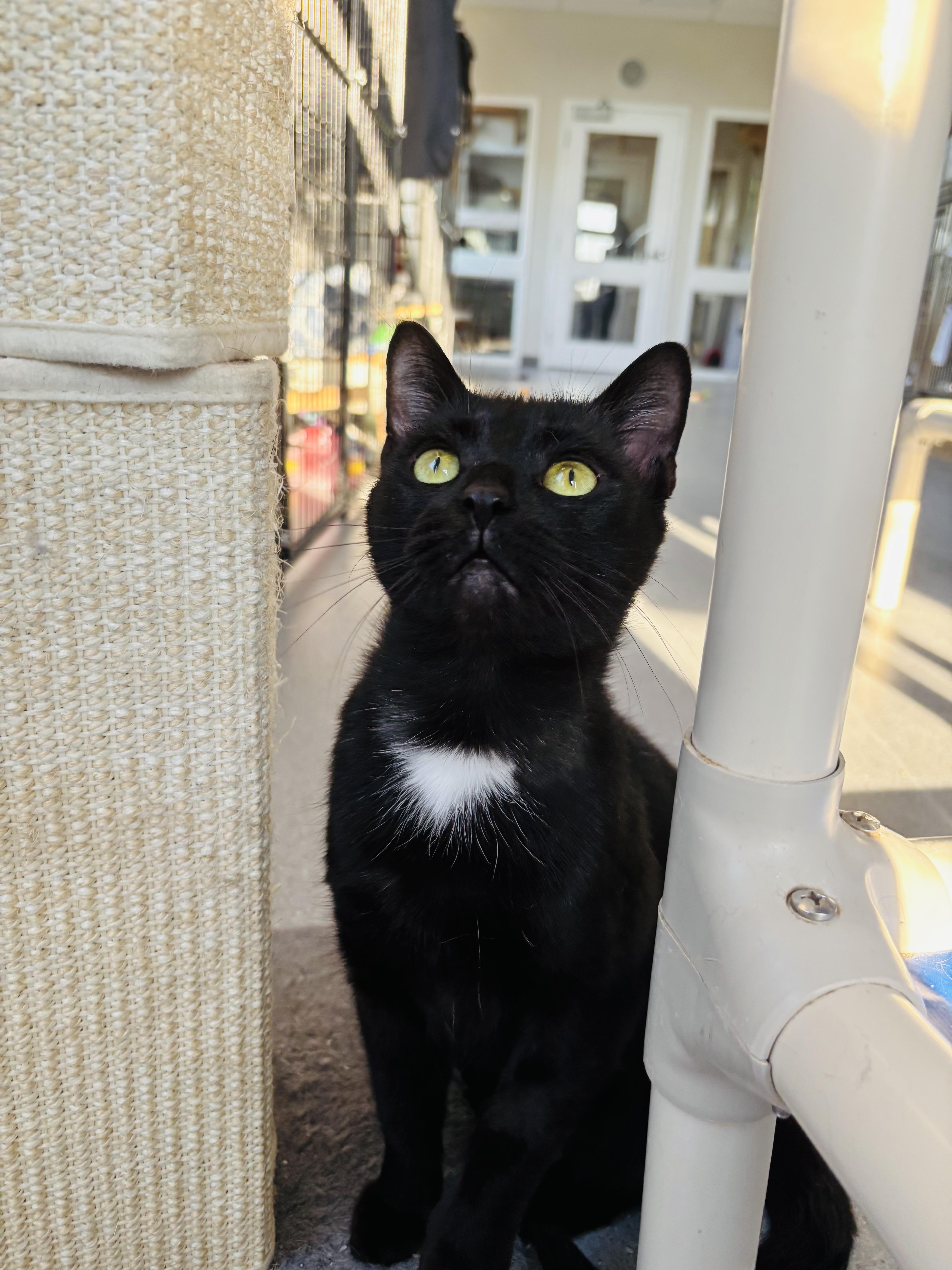 Enlarge Vespa, a Adopted Domestic Short Hair in Everett, ON image 2/6