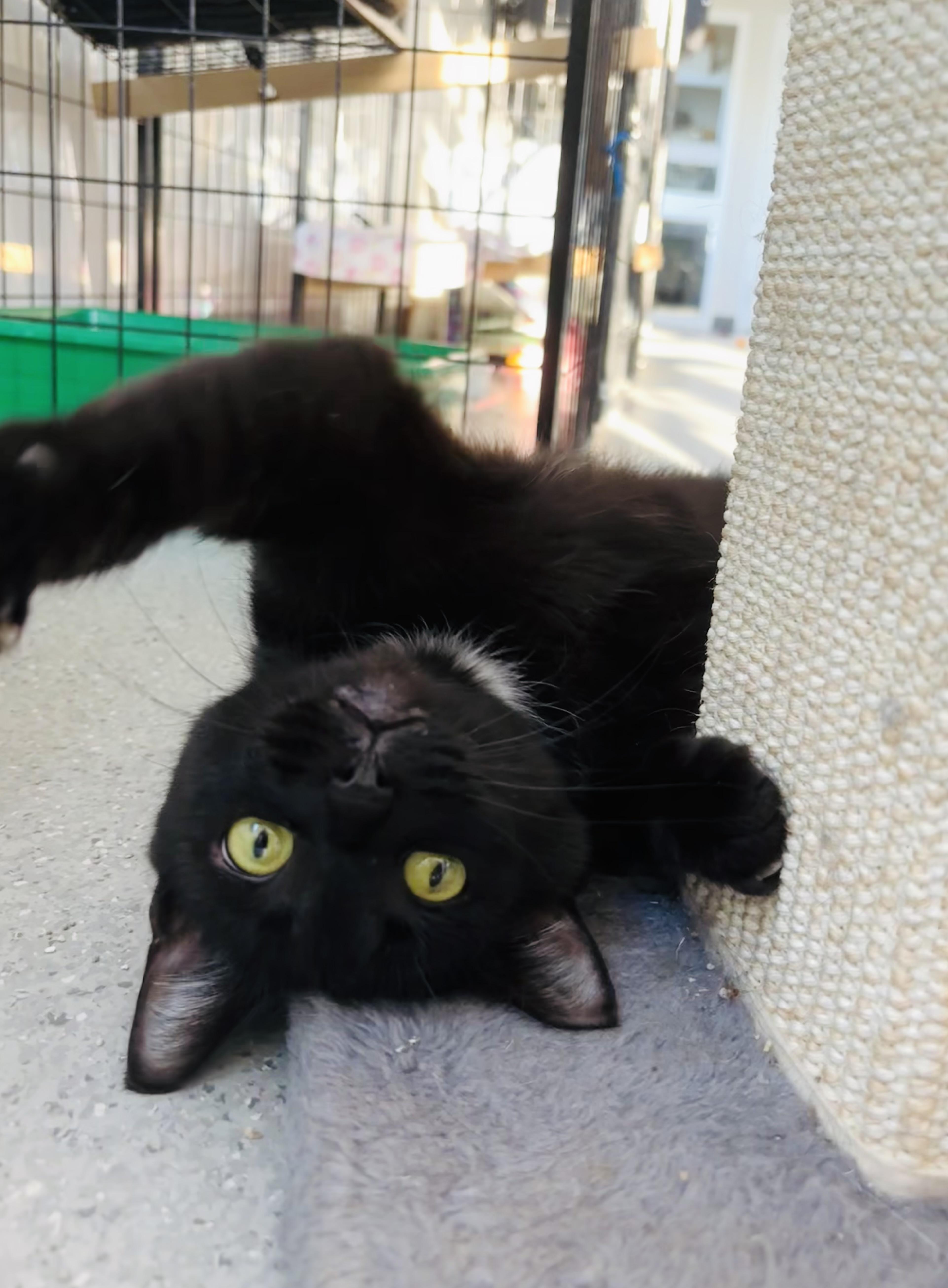 Enlarge Vespa, a Adopted Domestic Short Hair in Everett, ON image 5/6