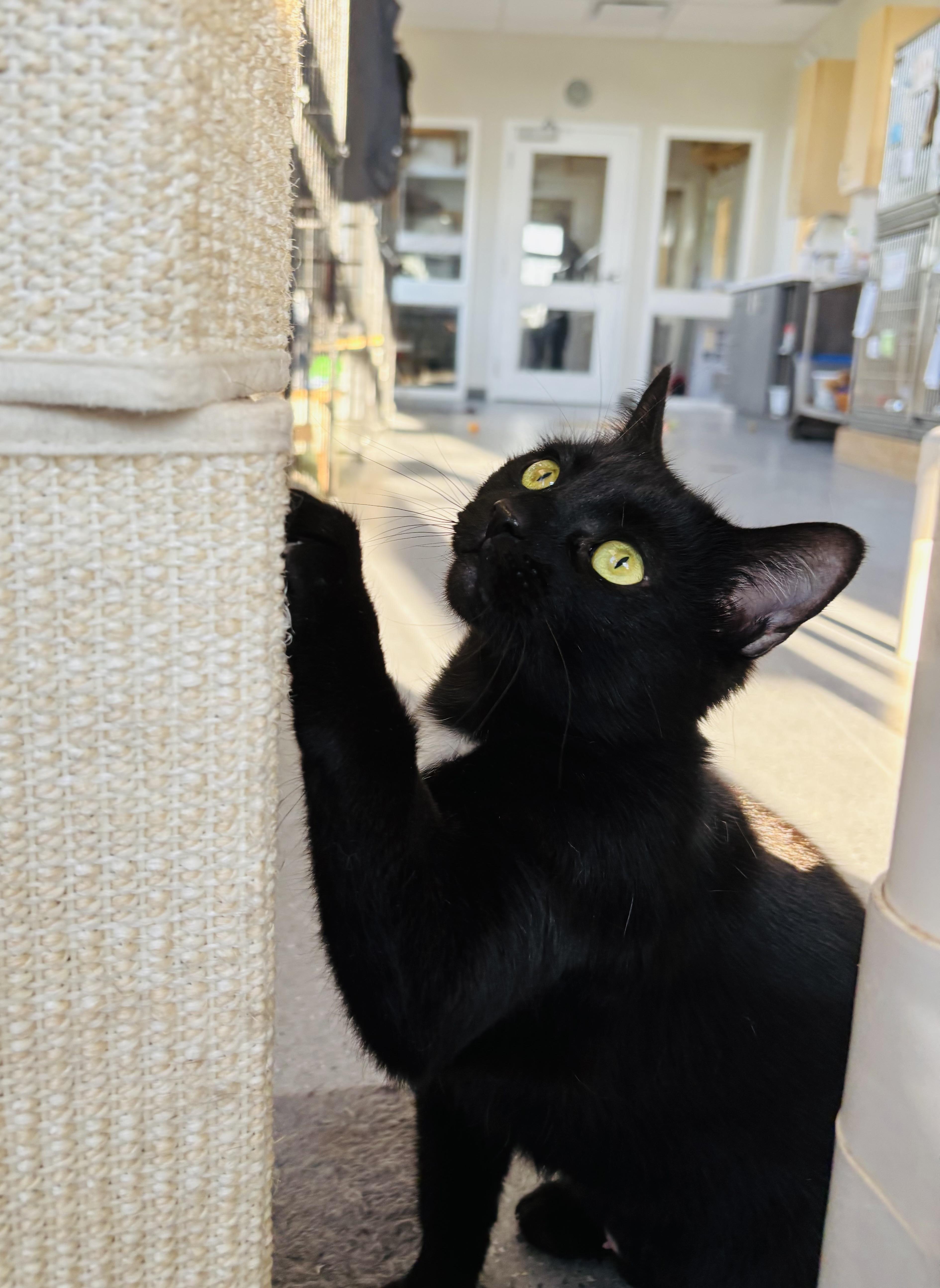 Enlarge Vespa, a Adopted Domestic Short Hair in Everett, ON image 1/6