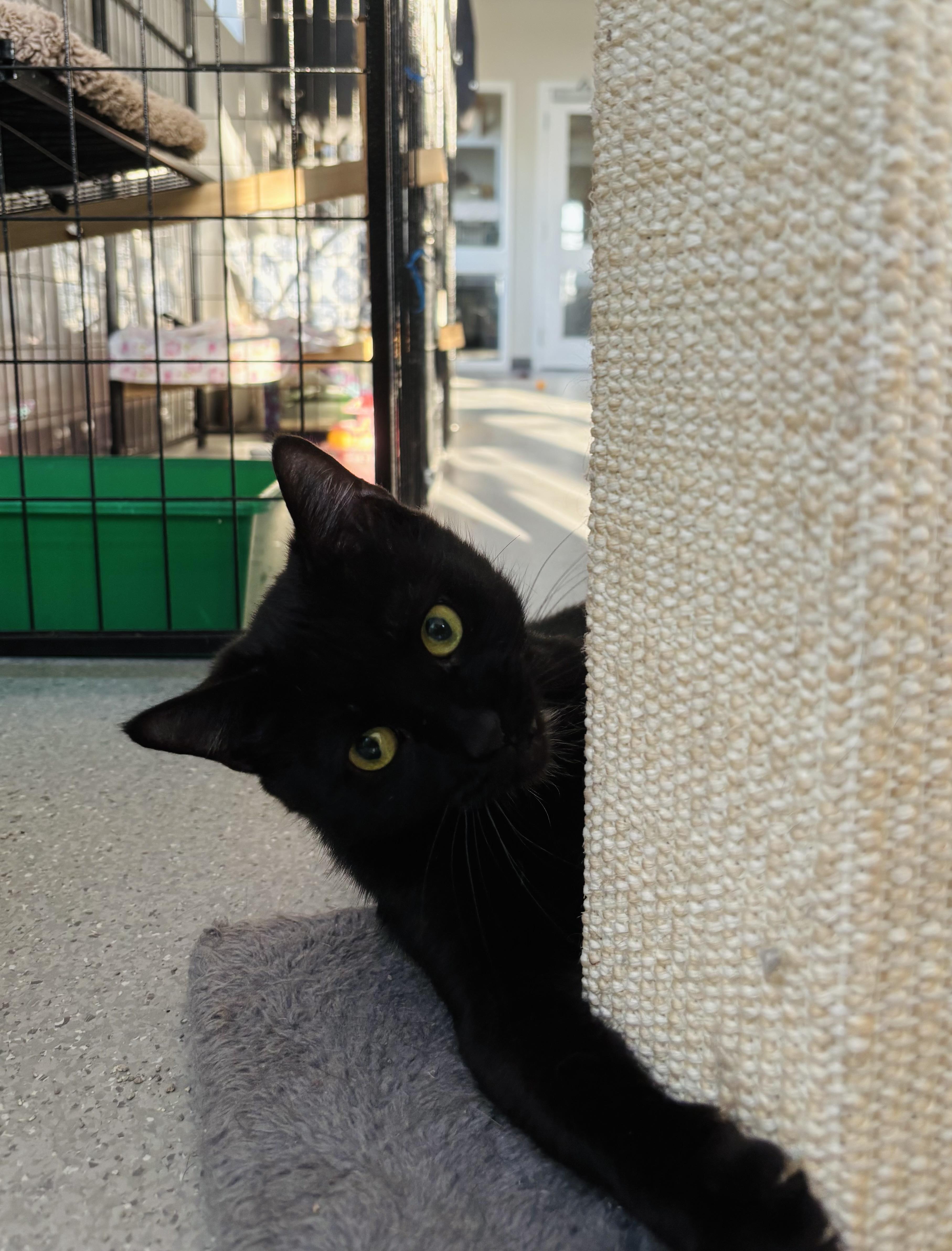 Enlarge Vespa, a Adopted Domestic Short Hair in Everett, ON image 4/6