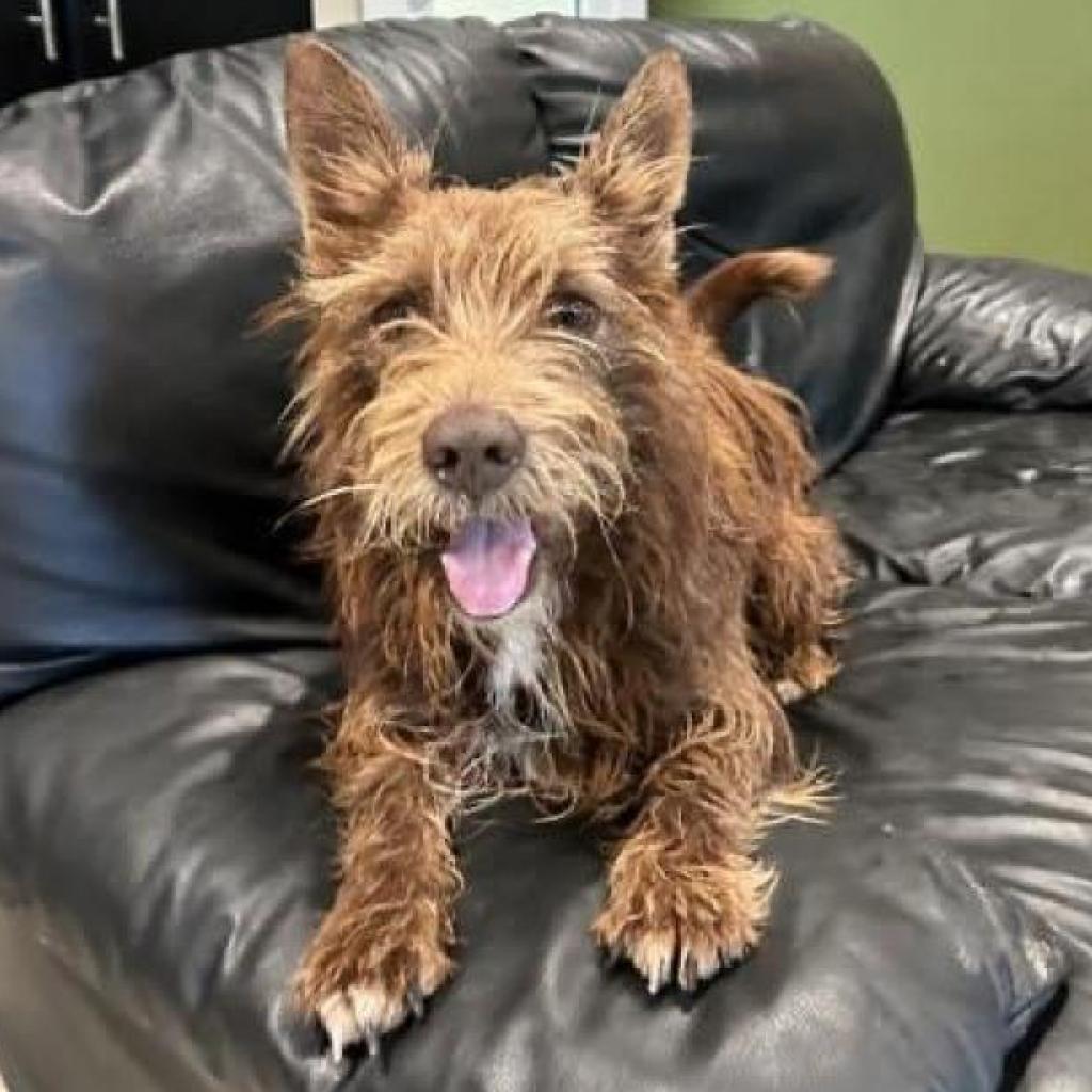 Enlarge Glen, a Adoptable Cairn Terrier in Houston, TX image 1/6