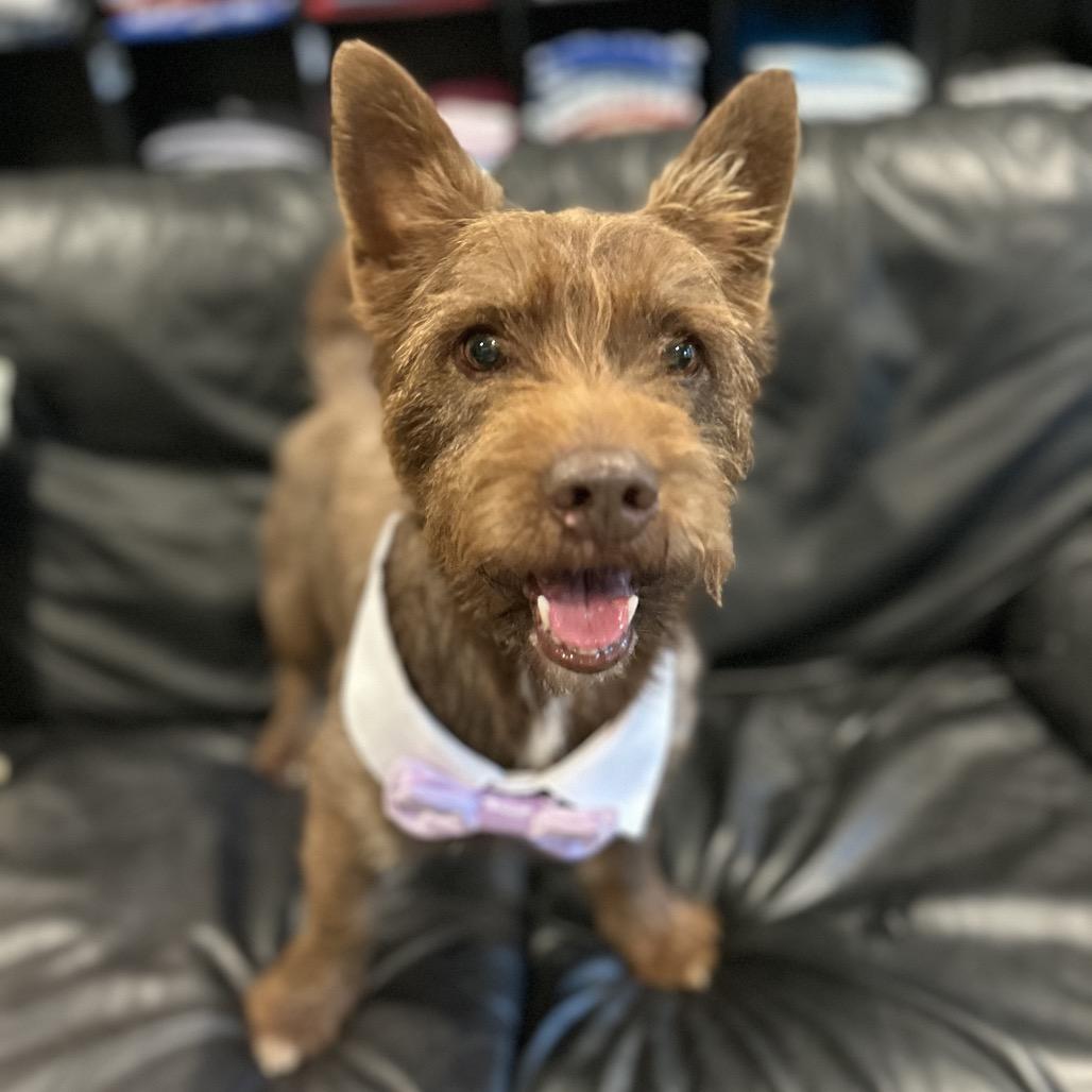 Enlarge Glen, a Adoptable Cairn Terrier in Houston, TX image 2/6