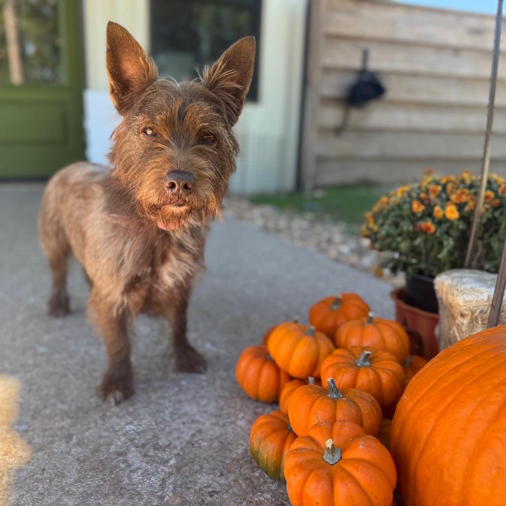 Enlarge Glen, a Adoptable Cairn Terrier in Houston, TX image 3/6