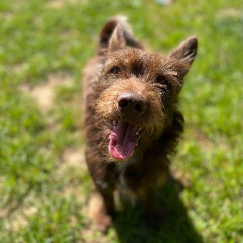 Enlarge Glen, a Adoptable Cairn Terrier in Houston, TX image 4/6