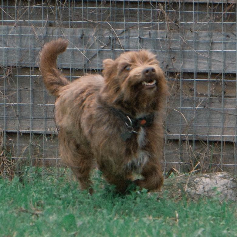 Enlarge Glen, a Adoptable Cairn Terrier in Houston, TX image 5/6