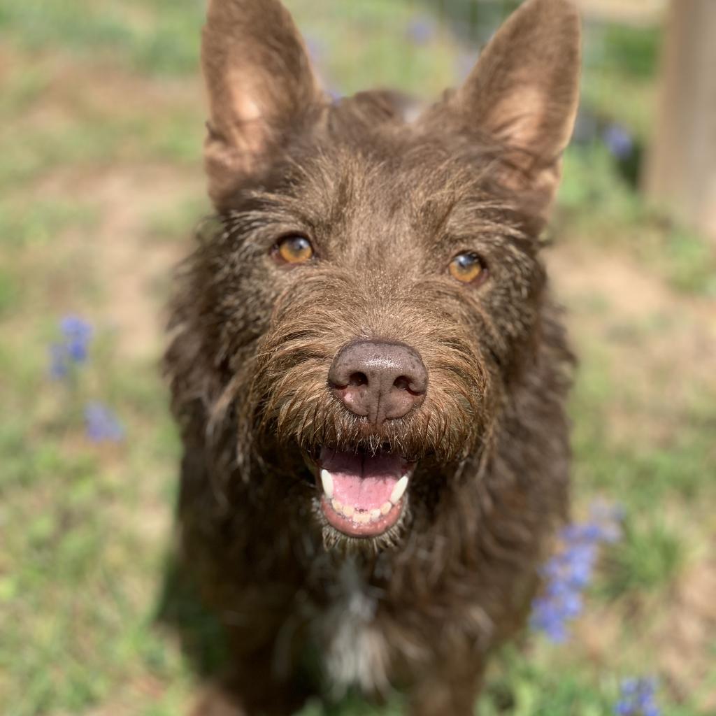 Enlarge Glen, a Adoptable Cairn Terrier in Houston, TX image 6/6